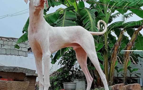 Rajapalayam Puppies For Sale In Chennai: A Royal Canine Legacy