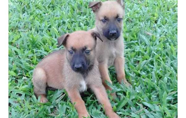 Exploring the World of Belgian Malinois Puppies for Sale in Chennai