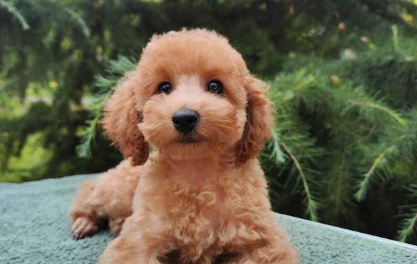 Poodle Puppies For Sale In Chennai: Finding Your Perfect Furry Companion