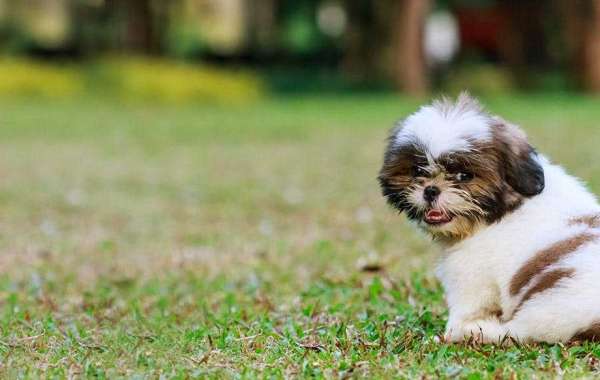 Exploring the Joy of Shih Tzu Puppies for Sale in Chennai